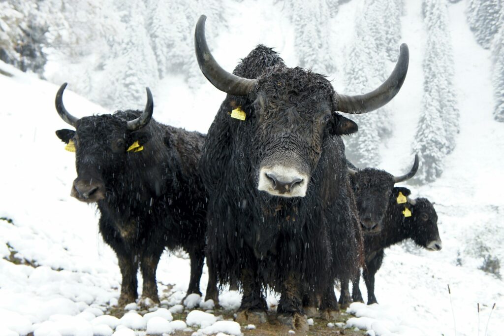 Four yaks on snowy field.