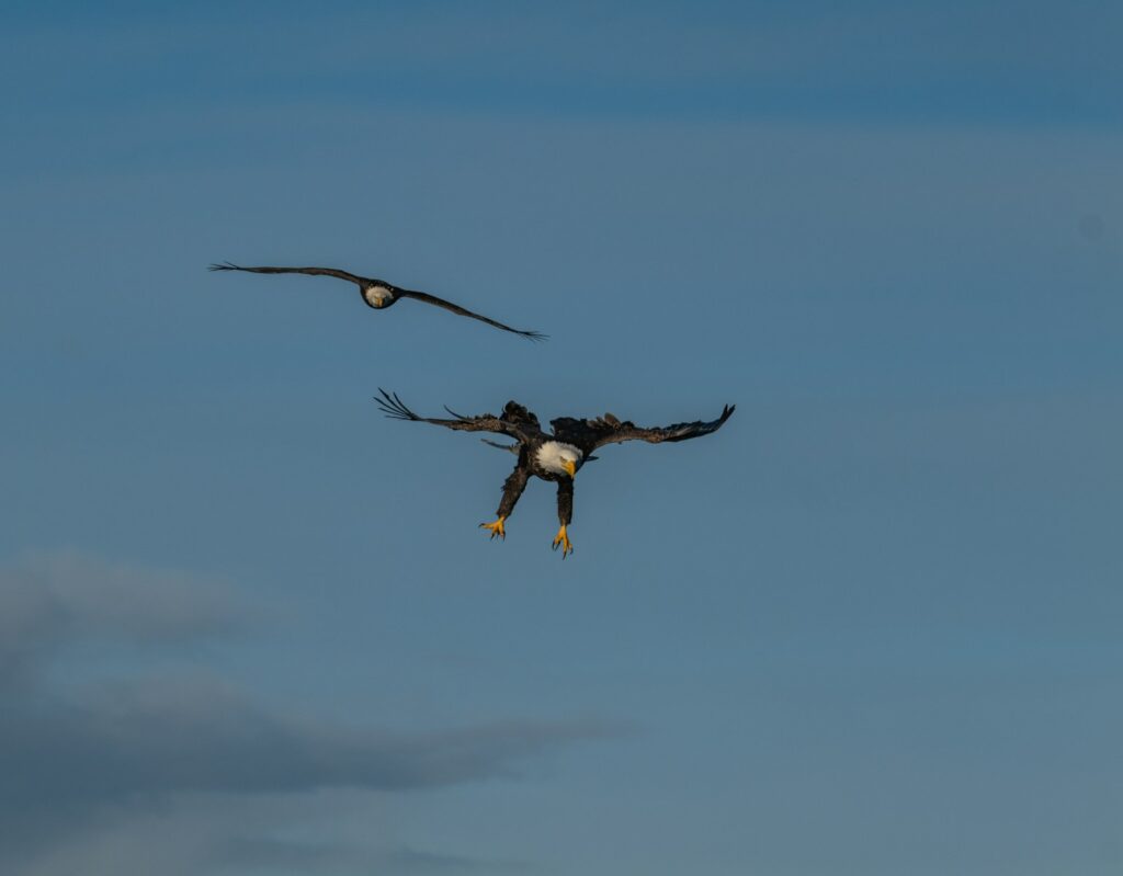 Two eagles soaring in the clear, blue sky.