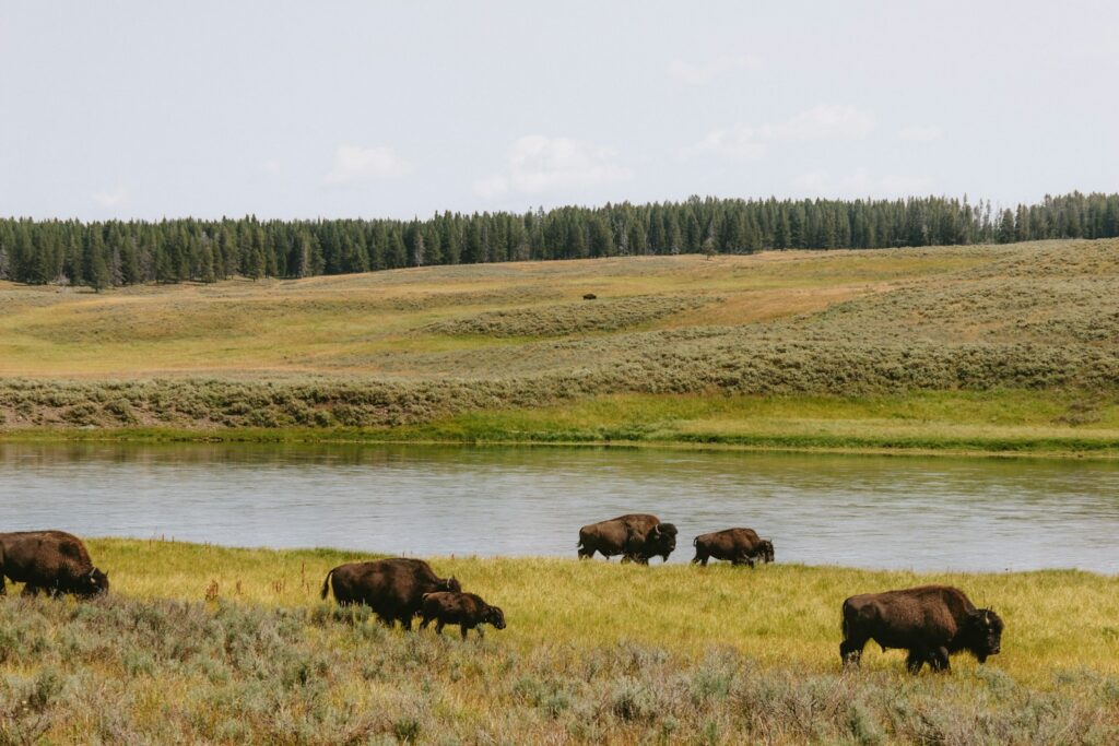 A herd of buffalo walking across a grass covered field