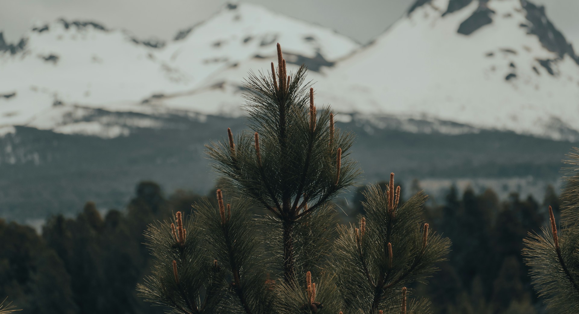 A solitary pine tree with snow-covered peaks rising dramatically in the background against a bright sky.