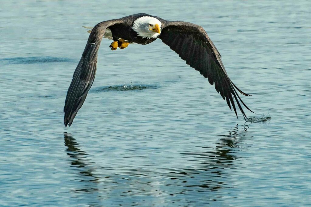 Shallow focus photo of bald eagle flying under body of water