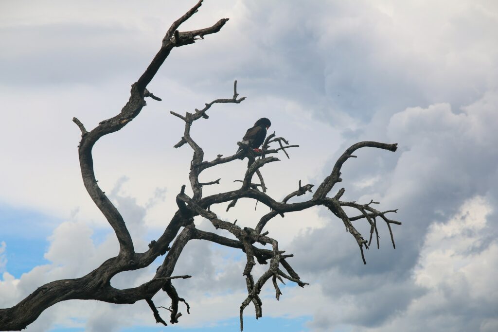 A bird rests on a barren tree branch, framed by a cloudy sky above.