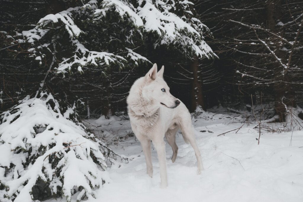 Adult white Siberian husky standing on snow filed during day.