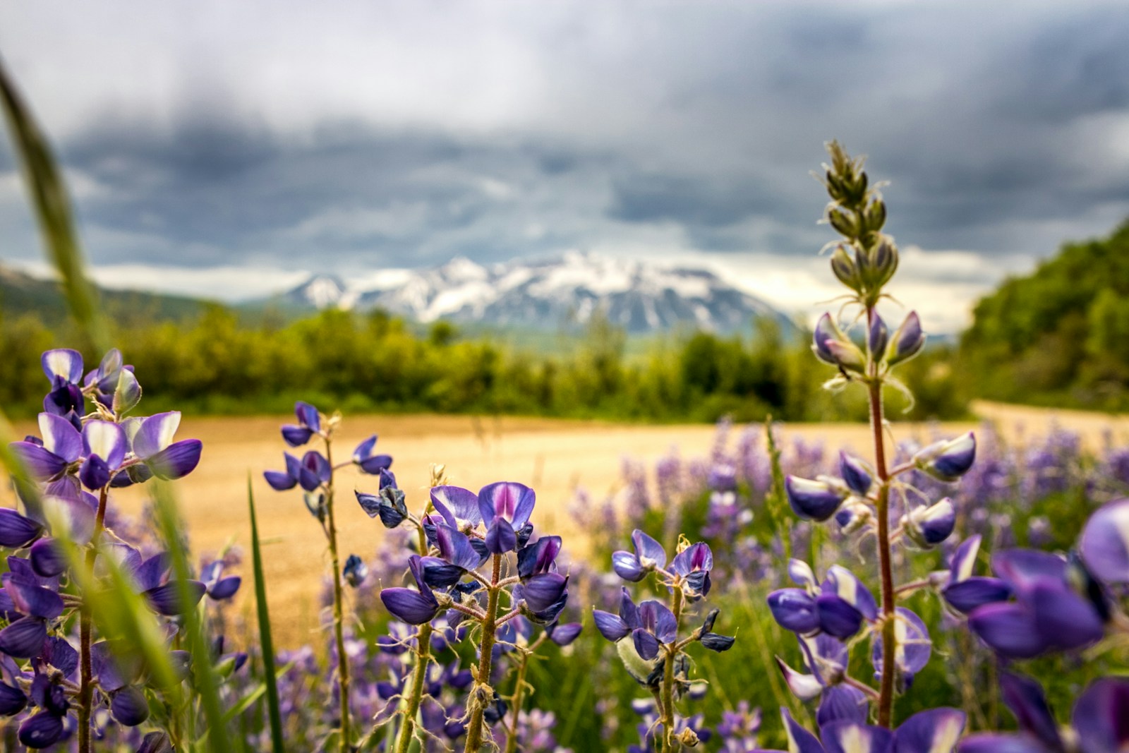 shallow focus of purple flowers
