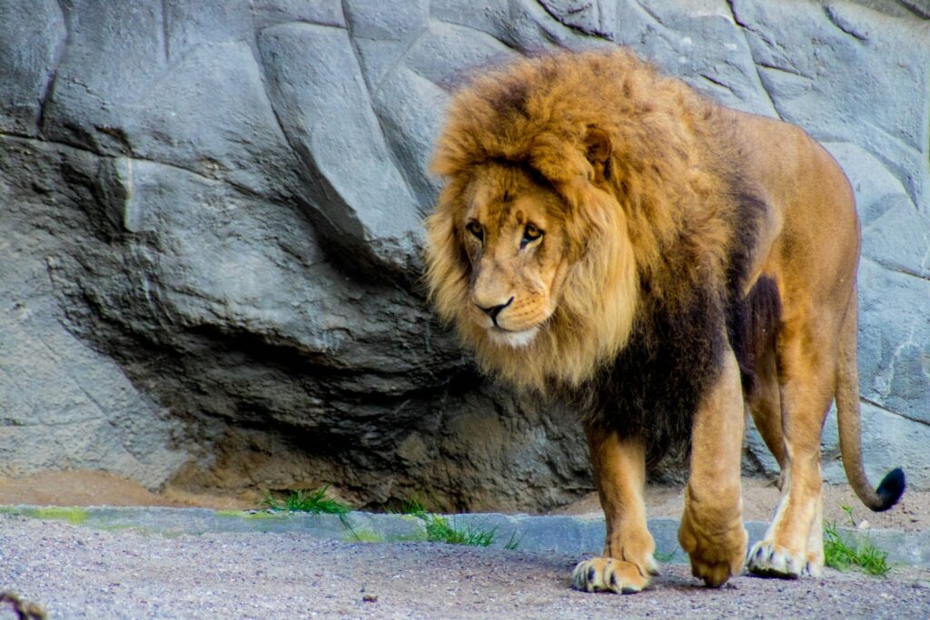Lion lying on gray rock.