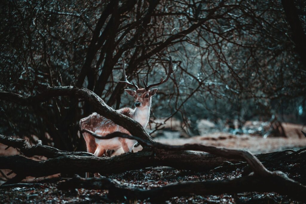 brown and white fox on brown tree branch during daytime