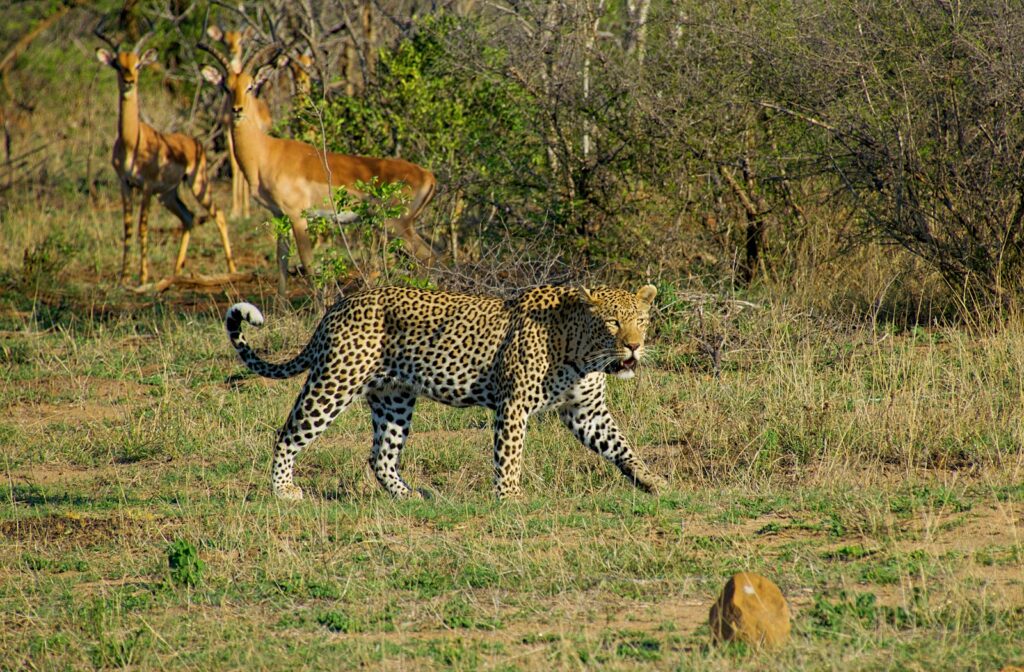 white, black, and brown tiger on green lawn grasses