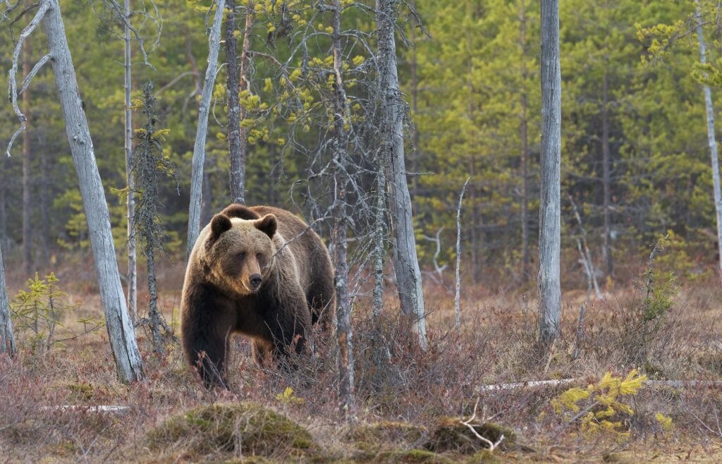 A brown bear stands among tall trees in a lush green forest, showcasing its natural habitat.