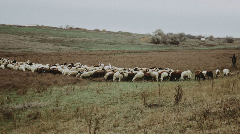 A herd of sheep standing on top of a grass covered field