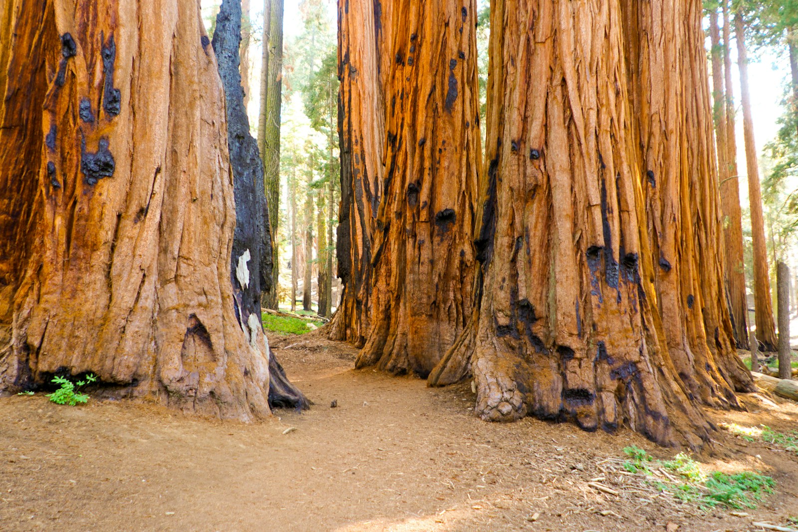 a group of trees that are standing in the dirt