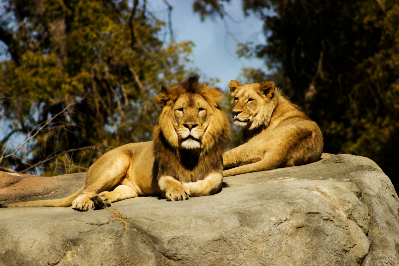 Shallow focus photography of lion and lioness.