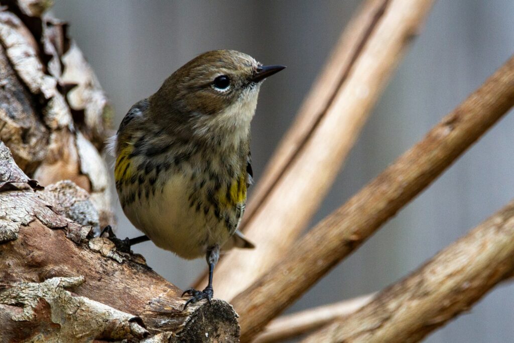 brown and white bird on brown tree branch