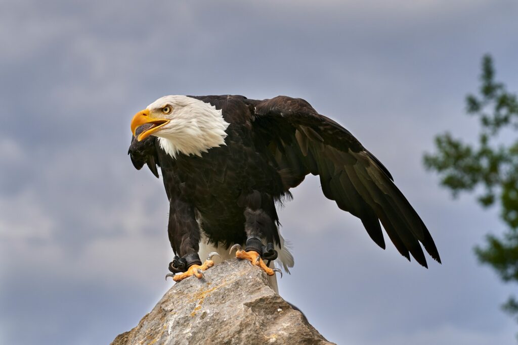 black and white eagle flying under white clouds during daytime