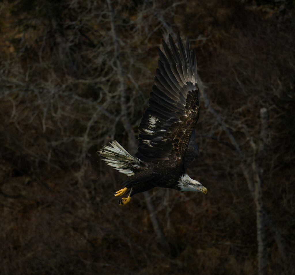 A bald eagle soars majestically through the air.