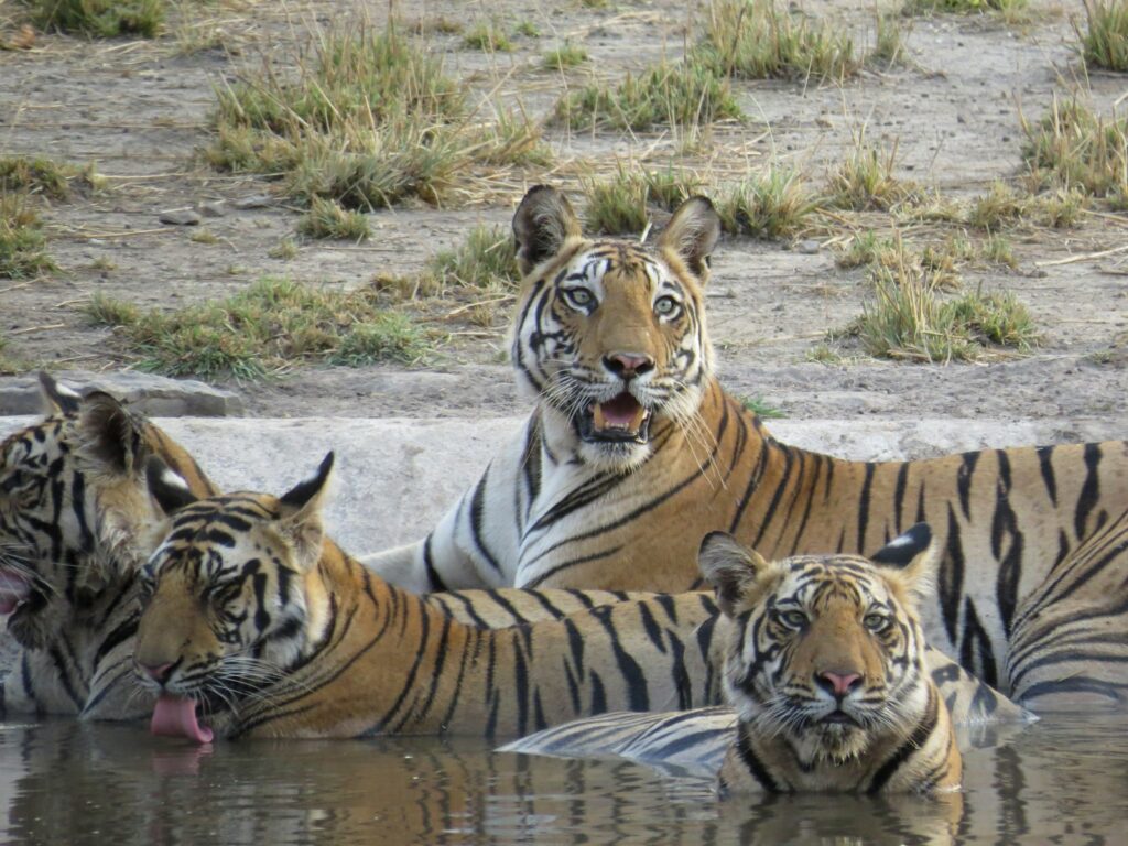 A group of tigers sitting next to each other in a body of water