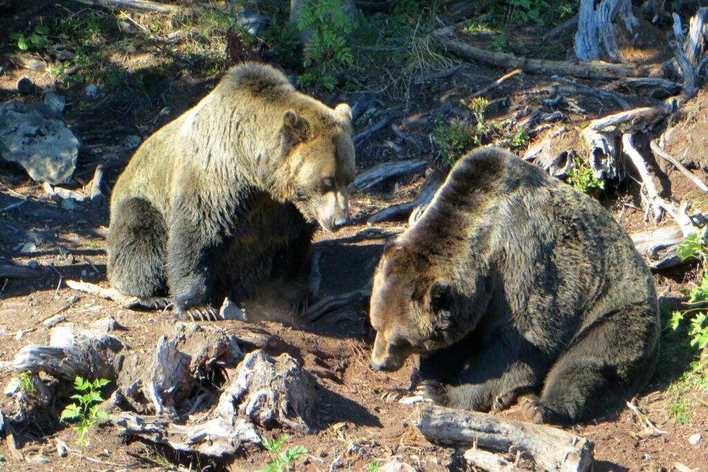 Two brown bears are sitting on the ground.