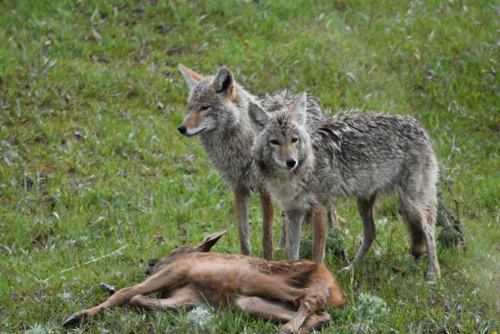 a wolf and a fox in a grassy field