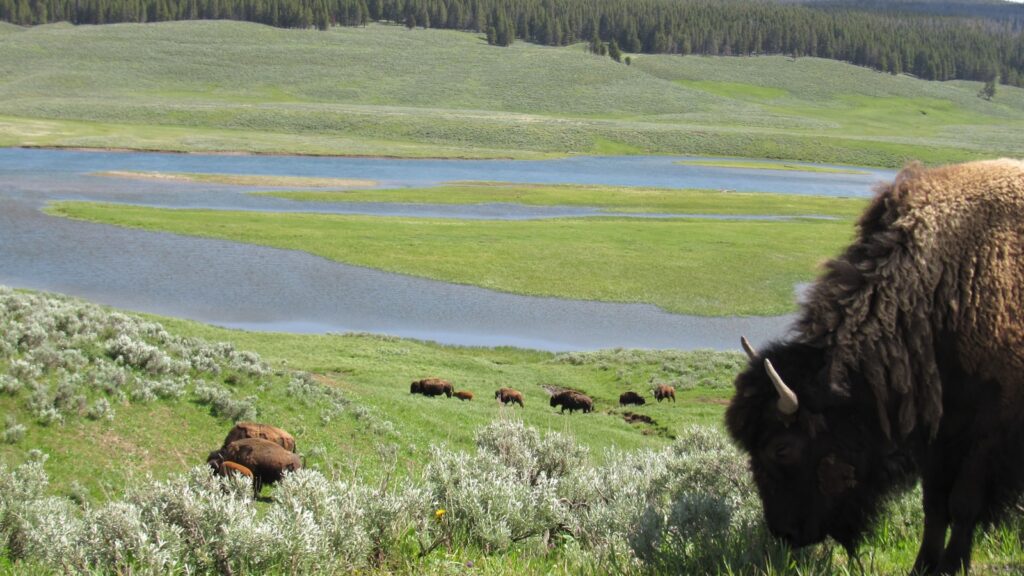 a herd of bison grazing on a lush green hillside