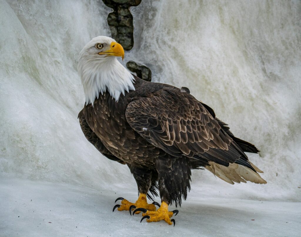 A bald eagle stands majestically near water.
