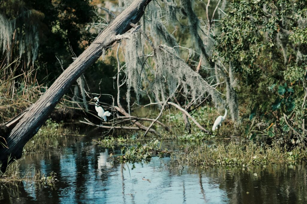 A bird sitting on top of a fallen tree next to a body of water