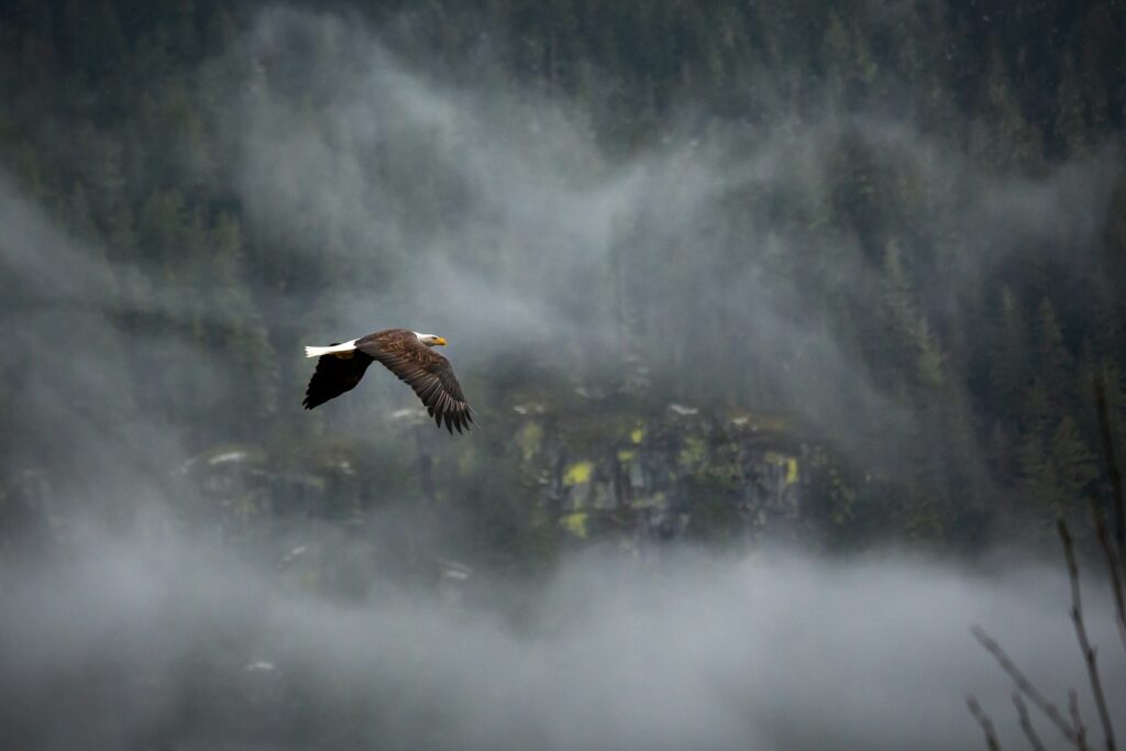 Flying bird above trees