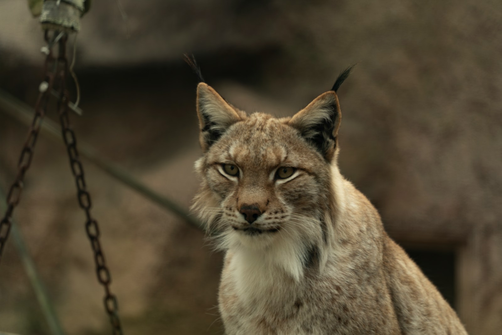 A close up of a cat on a chain