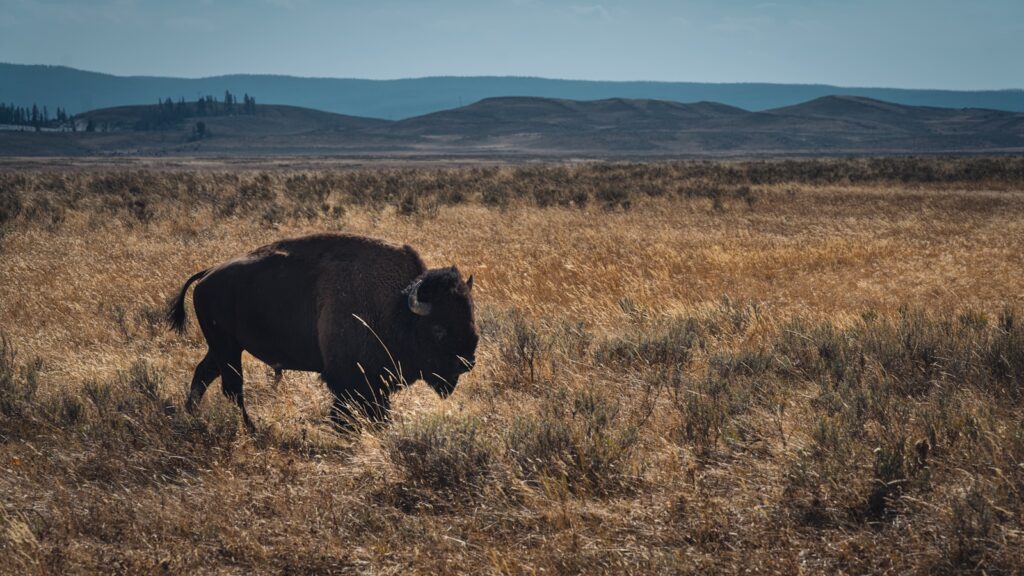 Black bison on brown grass field during daytime