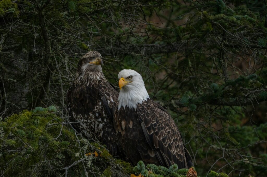 Two bald eagles perch on a tree branch.