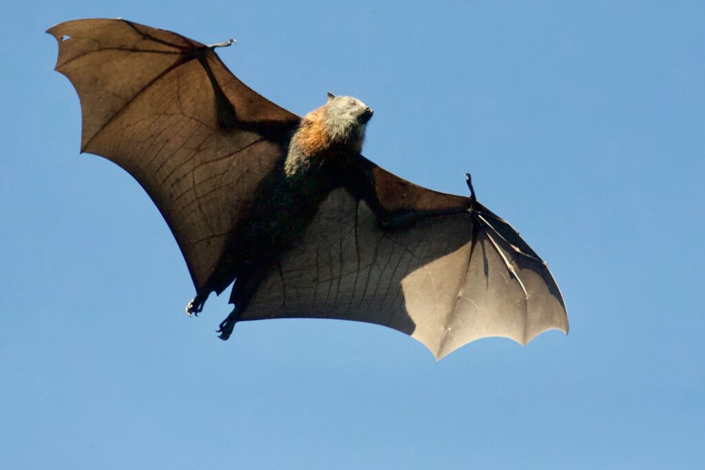 A bat soaring with its wings fully extended, showcasing its delicate structure against the sky.