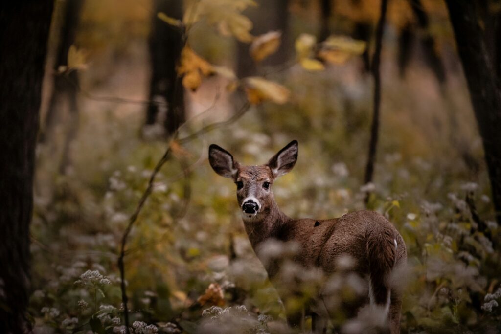 A deer stands gracefully among vibrant leaves and flowers in a serene woodland setting.