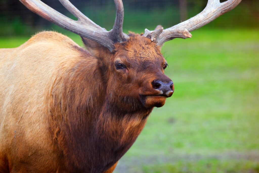 a close up of a deer with antlers on it's head