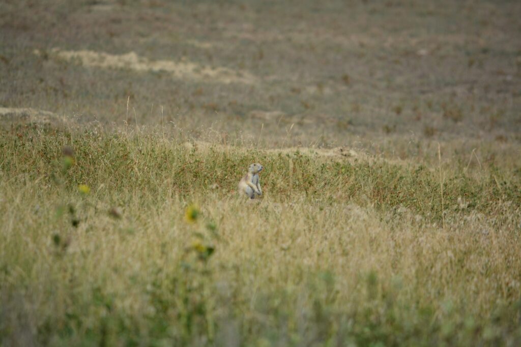 a small animal in a field