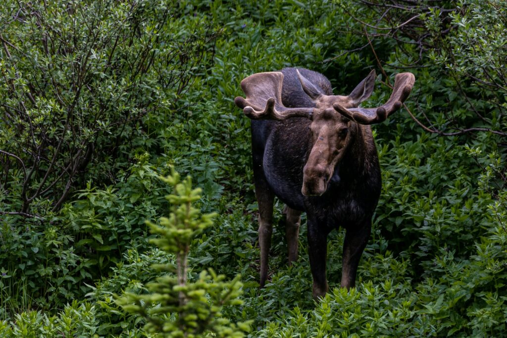 A moose stands proudly in an open field, its silhouette contrasting with the bright greenery and distant trees in the background.