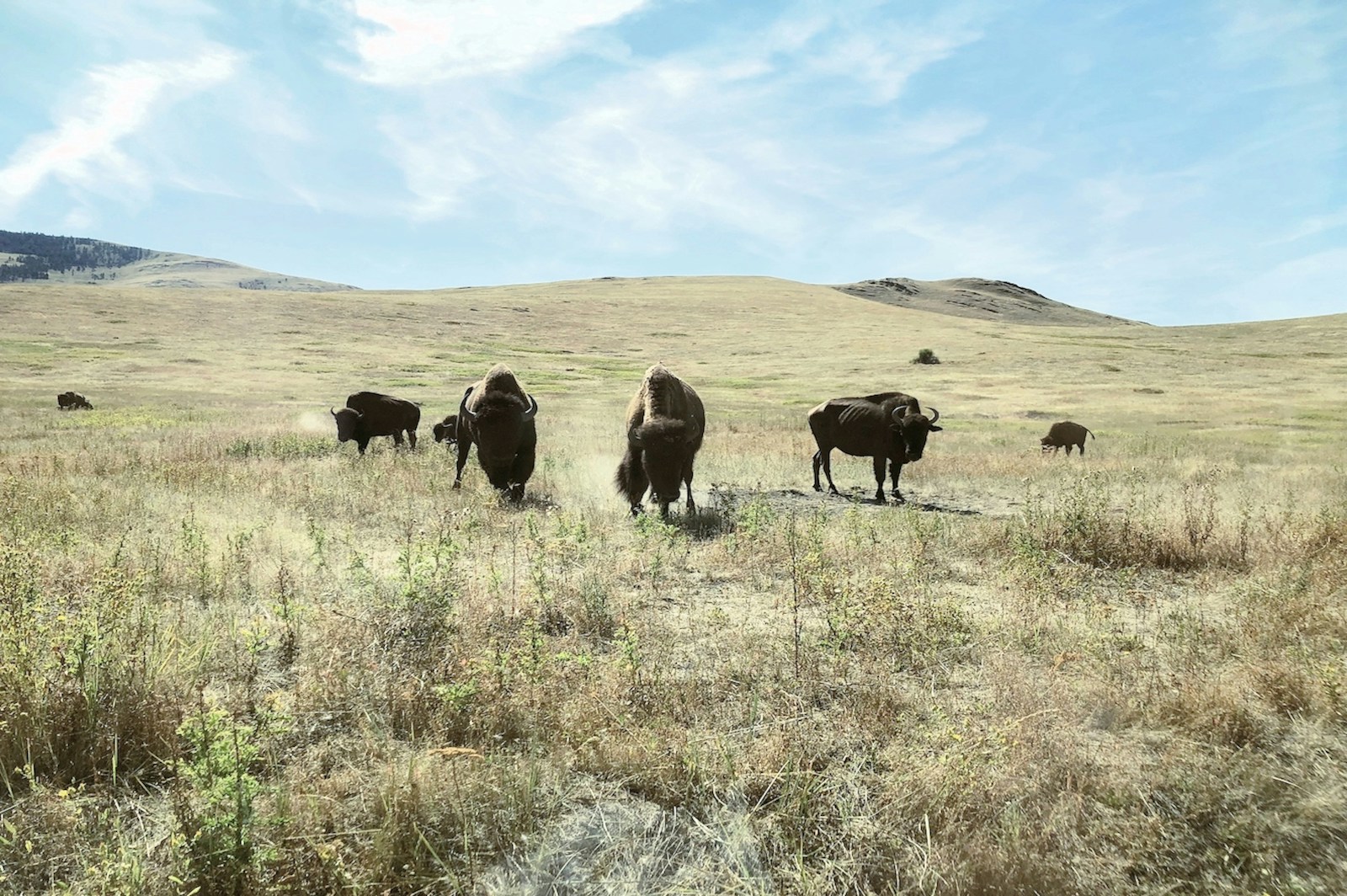 Black bull on green grass.