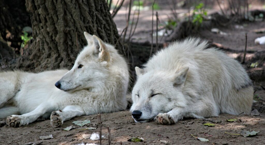 Two white dogs lying on soil.