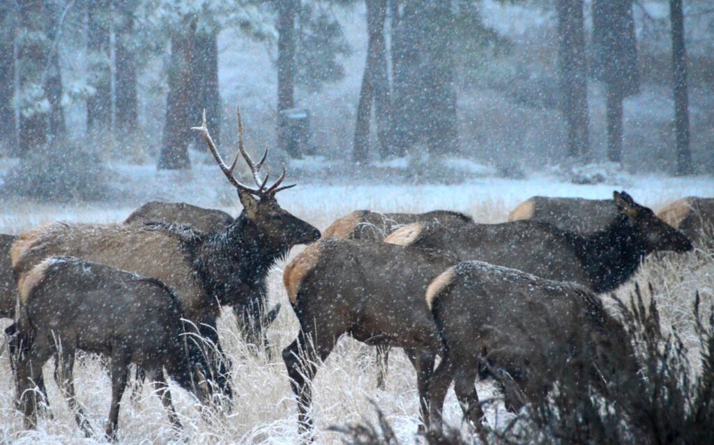 brown reindeer painting