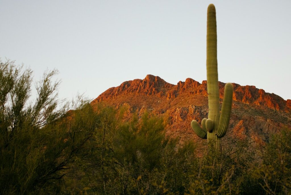 Cactus plant near brown rock mountain during daytime