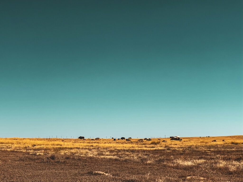 a herd of cattle standing on top of a dry grass field