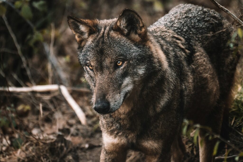 Brown and black wolf standing on brown soil during daytime