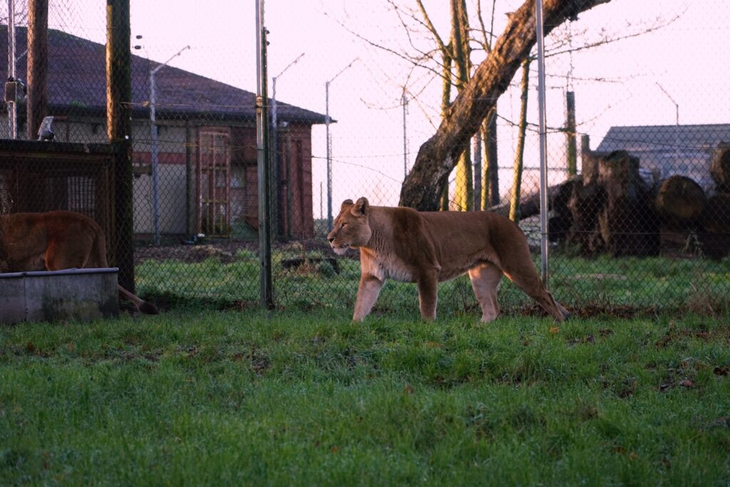 a cougat in a fenced in area next to a tree