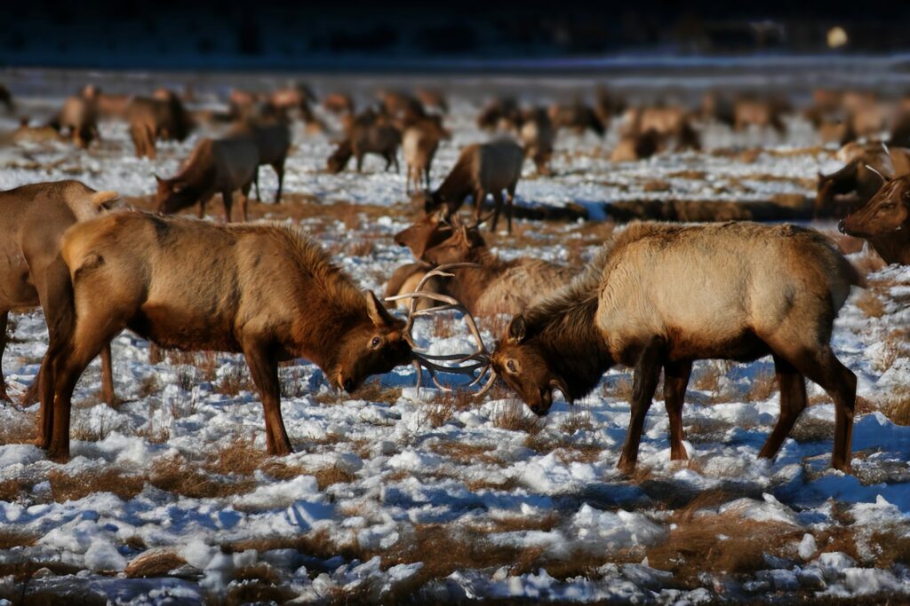 A herd of elk standing on top of a snow covered field