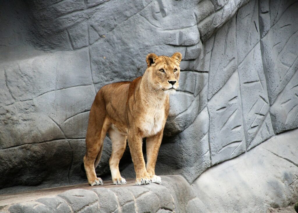 brown lion standing on gray rocky mountain