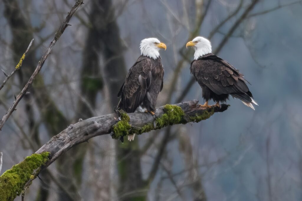 black and white eagle on tree branch during daytime