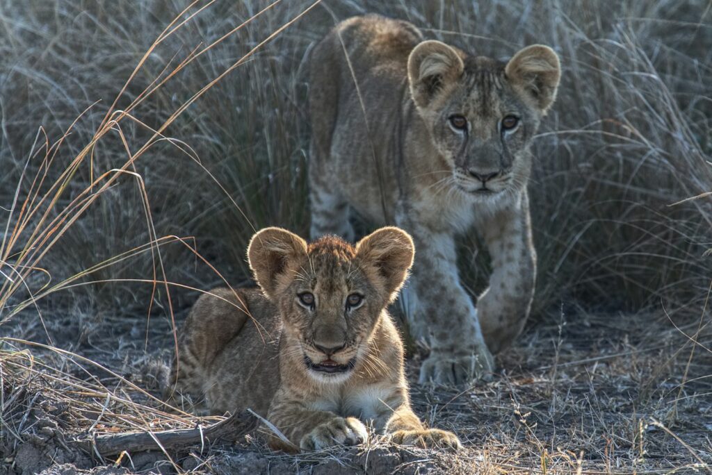 two cubs lying on brown grass