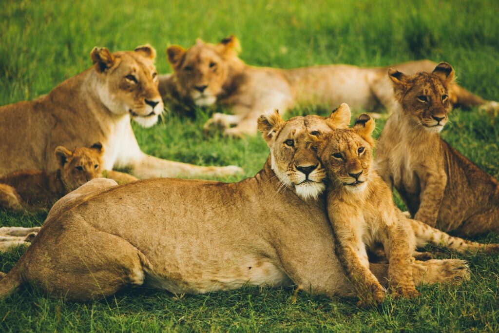 pride of lion on field