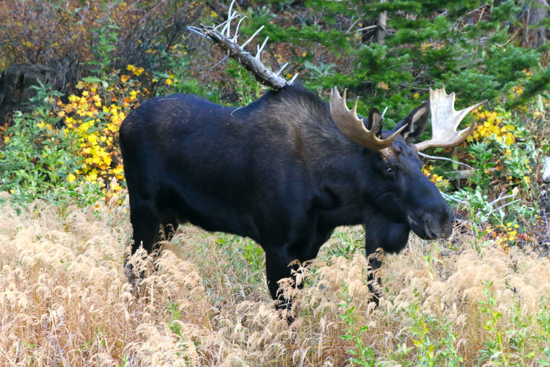 A majestic moose is seen in a vibrant field, with a leafy tree behind it, highlighting the beauty of the wilderness.