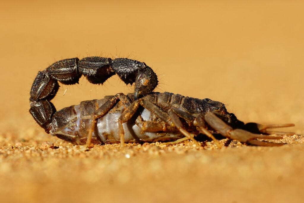 A scorpion traverses the dry desert terrain, highlighting its unique features like pincers and a long, curved tail.