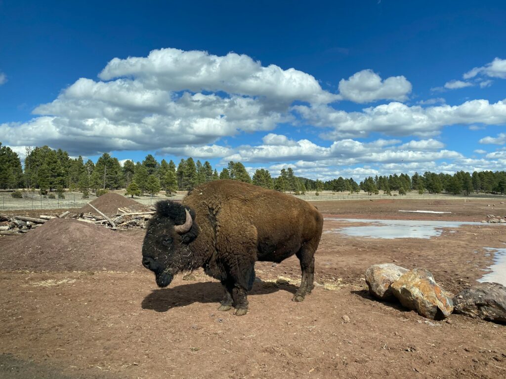 Brown bison on brown field under blue and white cloudy sky during daytime.