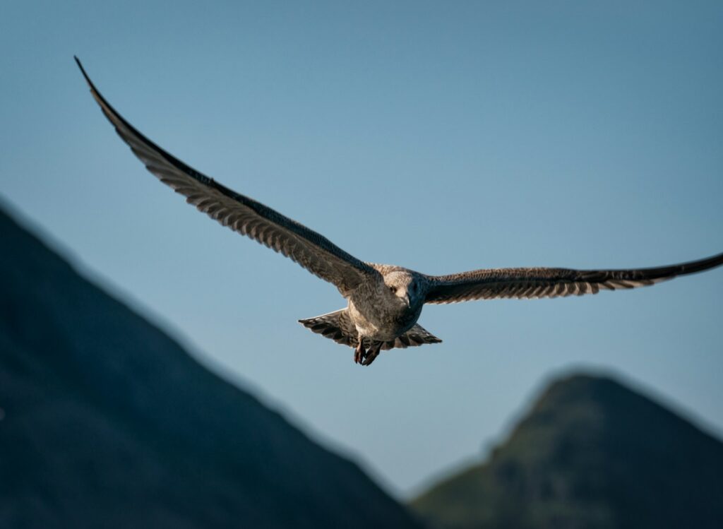 Young gull flying on sky