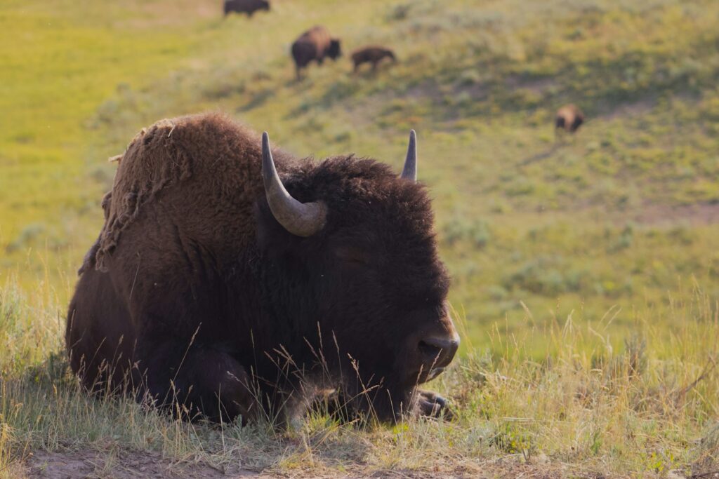 A bison laying down in a grassy field